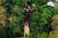 艾萨克·伊里奇·列维坦（ Isaac Ilyich Levitan） ——《橡木，1880》作品欣赏