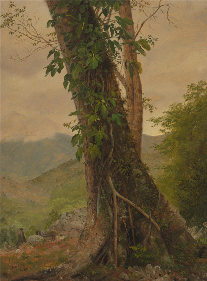 弗雷德里克·埃德温·丘奇(Frederic Edwin Church,美国画家)高清作品-《树与藤蔓,牙买加,西印度群岛(1865 年)》