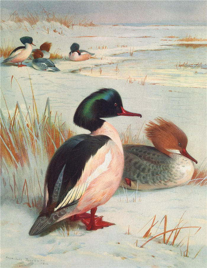 阿奇博尔德·索伯恩(Archibald Thorburn,苏格兰画家)高清作品-《古桑德 (1913)》