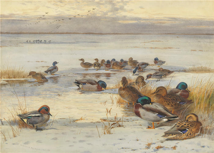 阿奇博尔德·索伯恩（Archibald Thorburn，苏格兰画家）高清作品-《白雪皑皑的沼泽上的野鸭和蓝绿色（1907 年）》