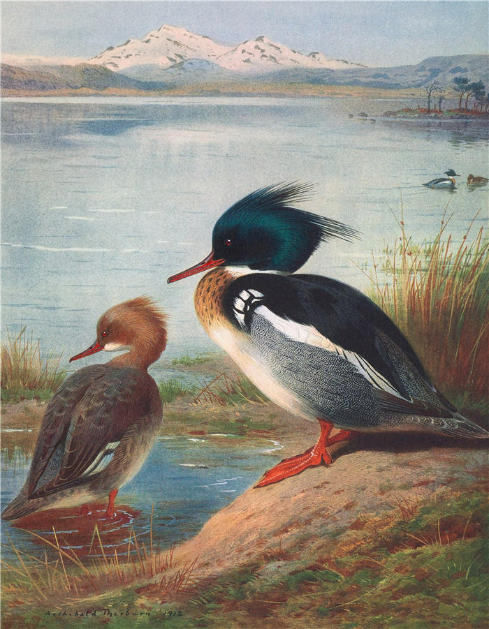阿奇博尔德·索伯恩(Archibald Thorburn,苏格兰画家)高清作品-《红胸秋沙鸭 (1913)》
