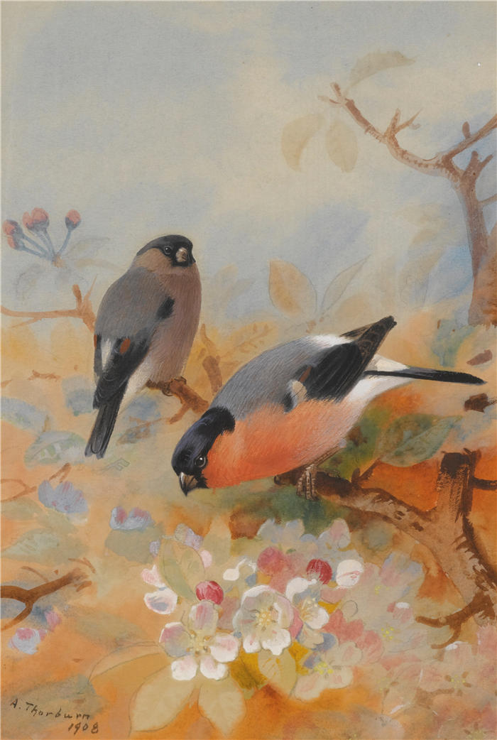 阿奇博尔德·索伯恩（Archibald Thorburn，苏格兰画家）高清作品-《红腹灰雀 (1908)》