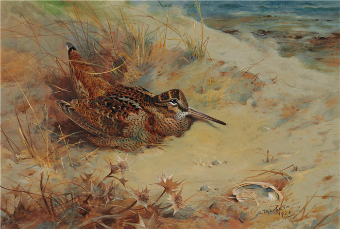 阿奇博尔德·索伯恩(Archibald Thorburn,苏格兰画家)高清作品-《躲在沙丘中的伍德考克(1928 年)》