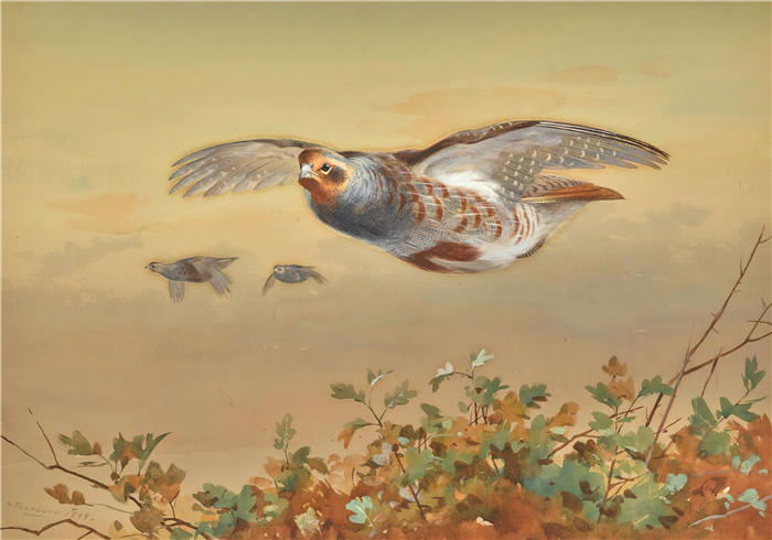 阿奇博尔德·索伯恩(Archibald Thorburn,苏格兰画家)高清作品-《飞行中的鹧鸪 (1898)》