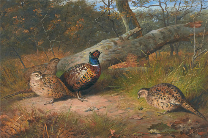 阿奇博尔德·索伯恩（Archibald Thorburn，苏格兰画家）高清作品-《倒下的山毛榉 - 一只公鸡和三只母鸡和一只黄蜂（1886 年）》