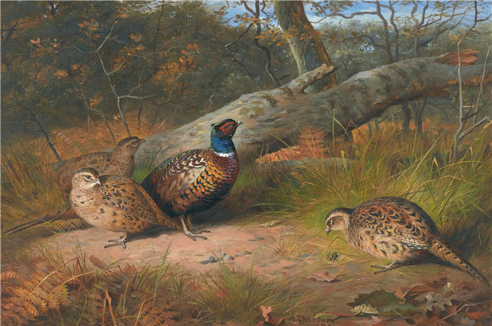 阿奇博尔德·索伯恩(Archibald Thorburn,苏格兰画家)高清作品-《倒下的山毛榉 - 一只公鸡和三只母鸡和一只黄蜂(1886 年)》