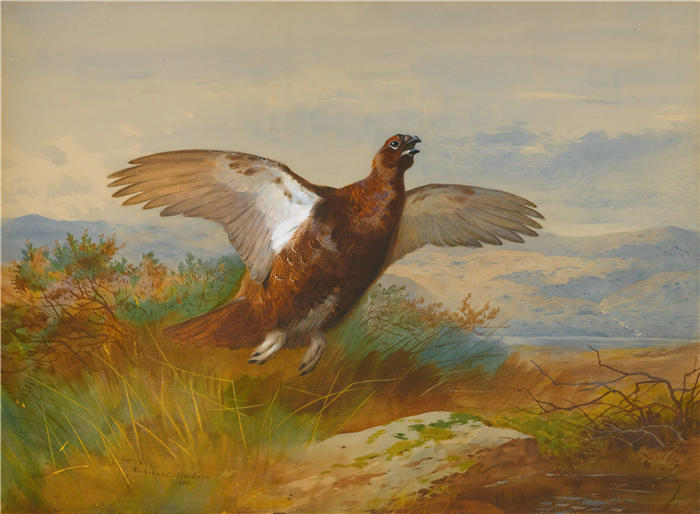 阿奇博尔德·索伯恩(Archibald Thorburn,苏格兰画家)高清作品-《飞行中的红松鸡 (1899)》