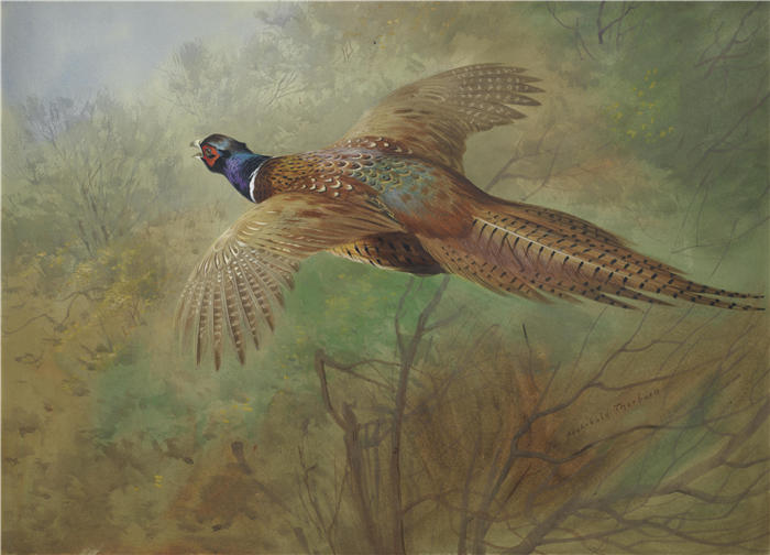 阿奇博尔德·索伯恩(Archibald Thorburn,苏格兰画家)高清作品-《飞行中的野鸡》
