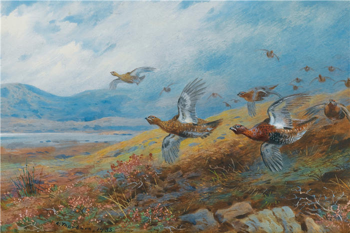 阿奇博尔德·索伯恩（Archibald Thorburn，苏格兰画家）高清作品-《被驱赶的松鸡 (1933)》
