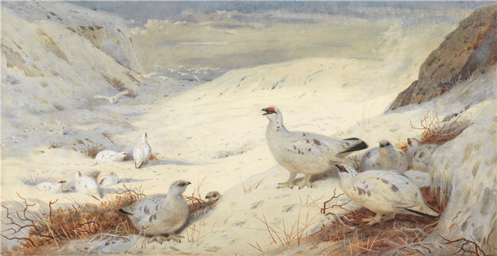 阿奇博尔德·索伯恩（Archibald Thorburn，苏格兰画家）高清作品-《穿着冬季羽毛的雷鸟》