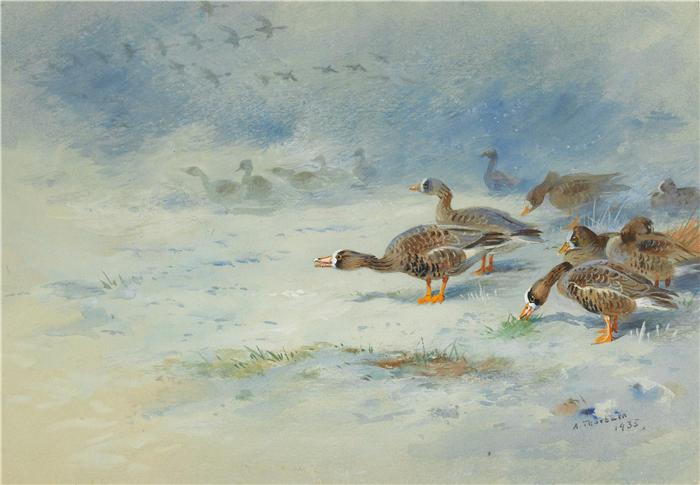 阿奇博尔德·索伯恩（Archibald Thorburn，苏格兰画家）高清作品-《大雁 (1935.)》