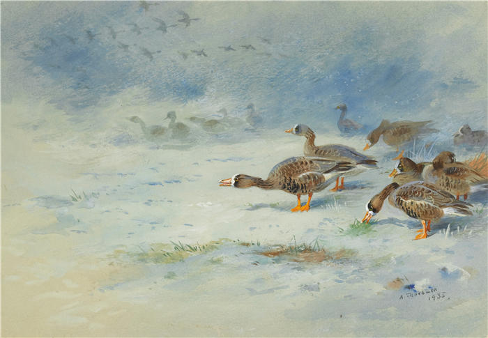 阿奇博尔德·索伯恩(Archibald Thorburn,苏格兰画家)高清作品-《大雁 (1935.)》