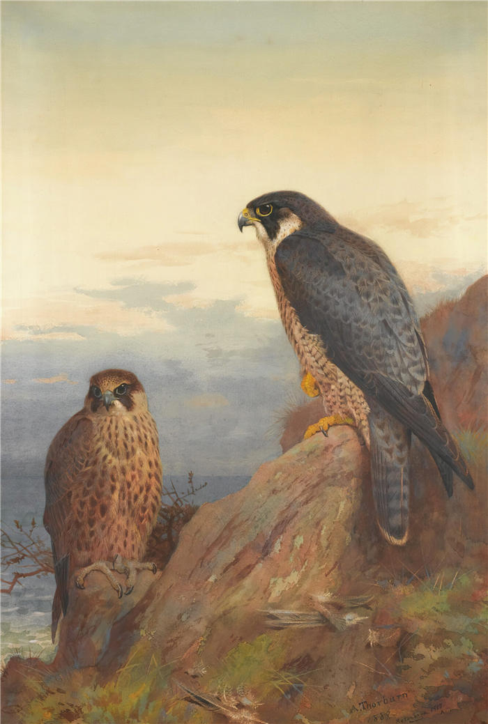阿奇博尔德·索伯恩（Archibald Thorburn，苏格兰画家）高清作品-《成年和未成熟的游隼 (1889)》