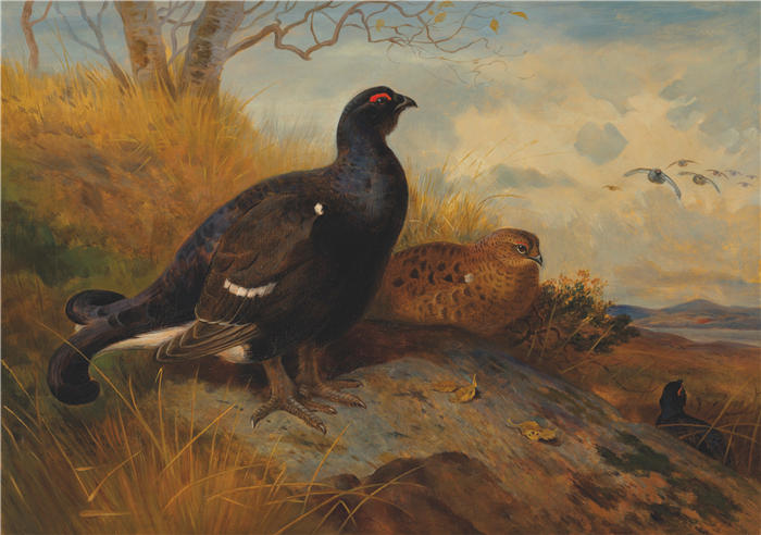 阿奇博尔德·索伯恩（Archibald Thorburn，苏格兰画家）高清作品-《Blackgame 在岩石露头上，远处有一个湖》