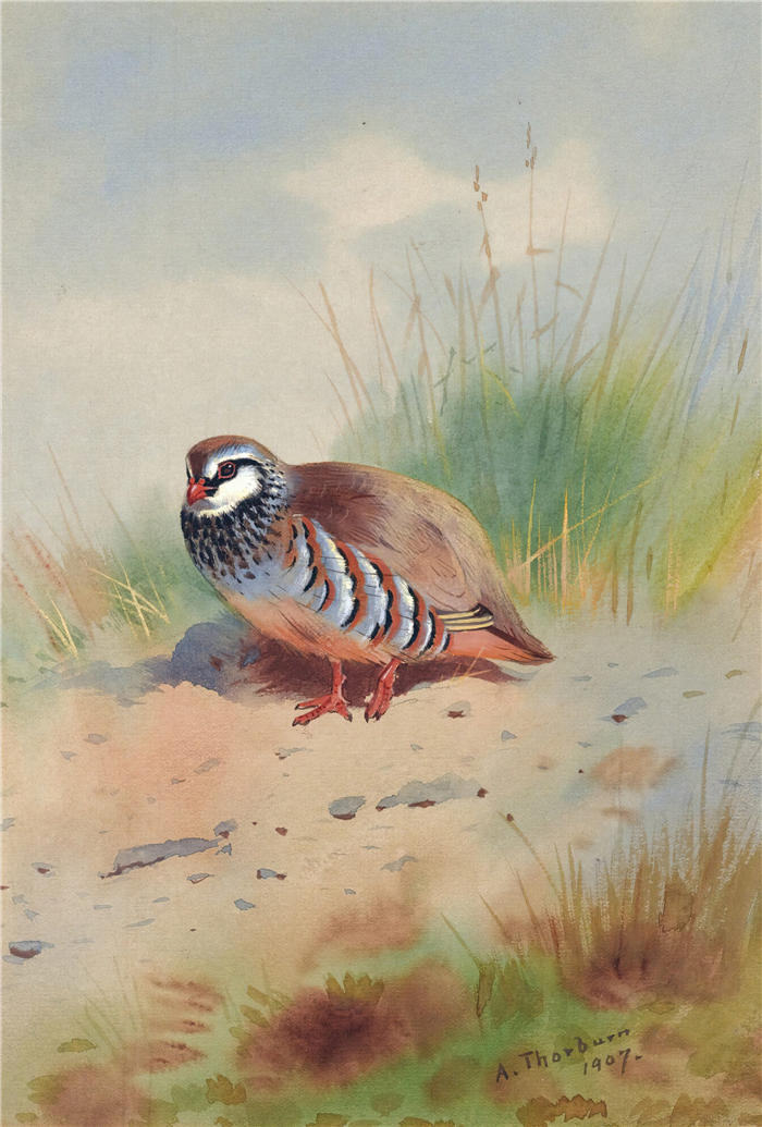 阿奇博尔德·索伯恩(Archibald Thorburn,苏格兰画家)高清作品-《红腿鹧鸪 (1907)》