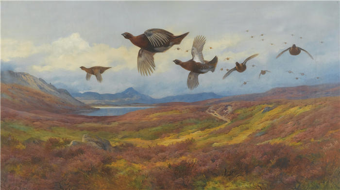 阿奇博尔德·索伯恩(Archibald Thorburn,苏格兰画家)高清作品-《从枪声中转向——红松鸡 (1913)》