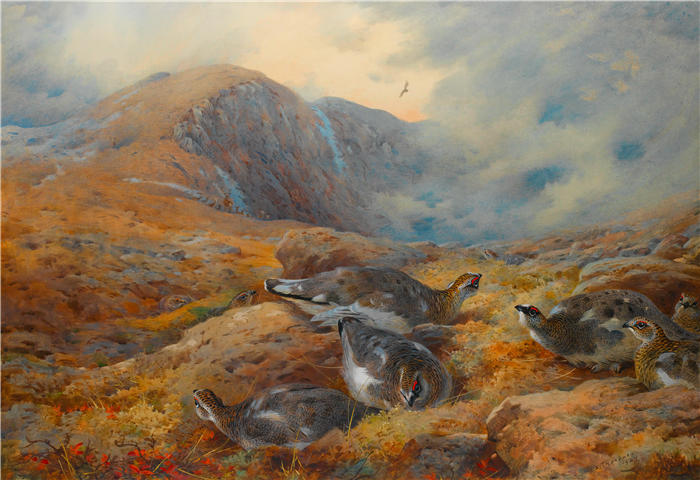 阿奇博尔德·索伯恩（Archibald Thorburn，苏格兰画家）高清作品-《高空危险——雷鸟 (1927)》