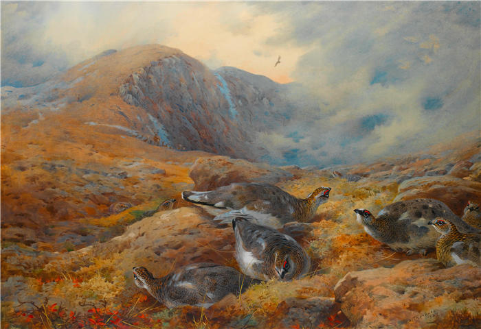 阿奇博尔德·索伯恩(Archibald Thorburn,苏格兰画家)高清作品-《高空危险——雷鸟 (1927)》