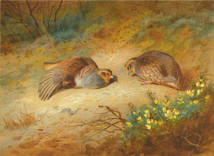 阿奇博尔德·索伯恩(Archibald Thorburn,苏格兰画家)高清作品-《灰鹧鸪 (1899)》