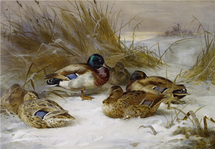 阿奇博尔德·索伯恩（Archibald Thorburn，苏格兰画家）高清作品-《与野鸭的冬天风景》