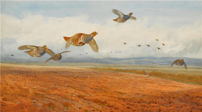 阿奇博尔德·索伯恩（Archibald Thorburn，苏格兰画家）高清作品-《一群飞翔的灰鹧鸪 (1900)》
