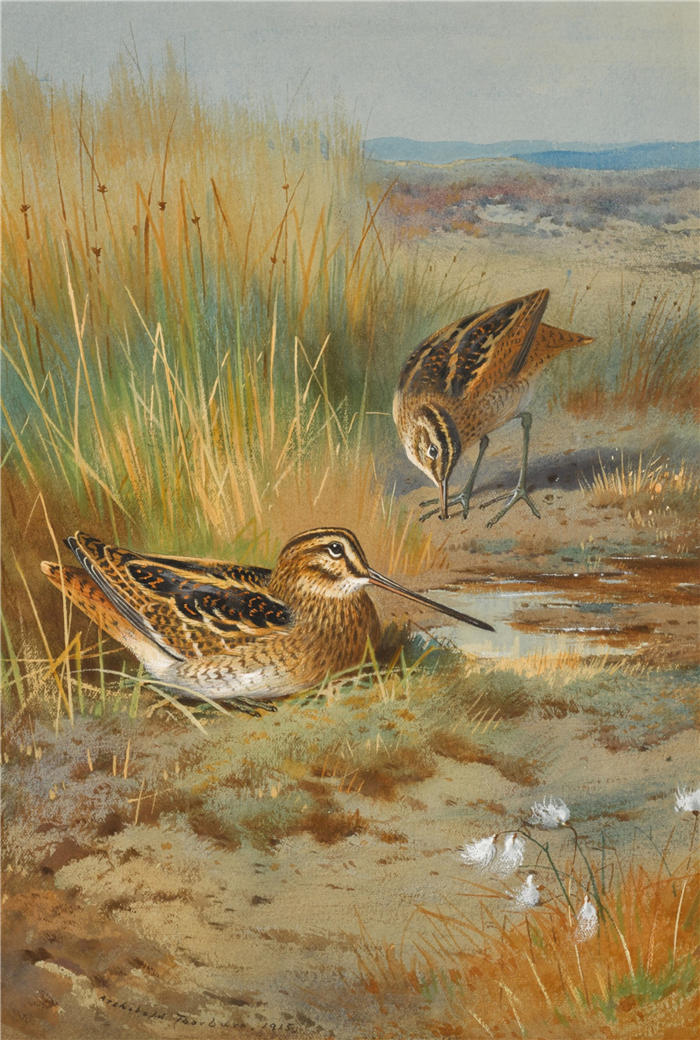 阿奇博尔德·索伯恩(Archibald Thorburn,苏格兰画家)高清作品-《一对鹬 (Gallinago Gallinago) (1915)》