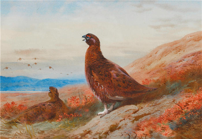阿奇博尔德·索伯恩（Archibald Thorburn，苏格兰画家）高清作品-《挑战 (1917)》