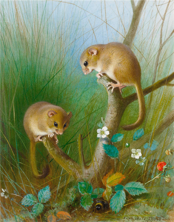 阿奇博尔德·索伯恩（Archibald Thorburn，苏格兰画家）高清作品-《睡鼠 (1903)》