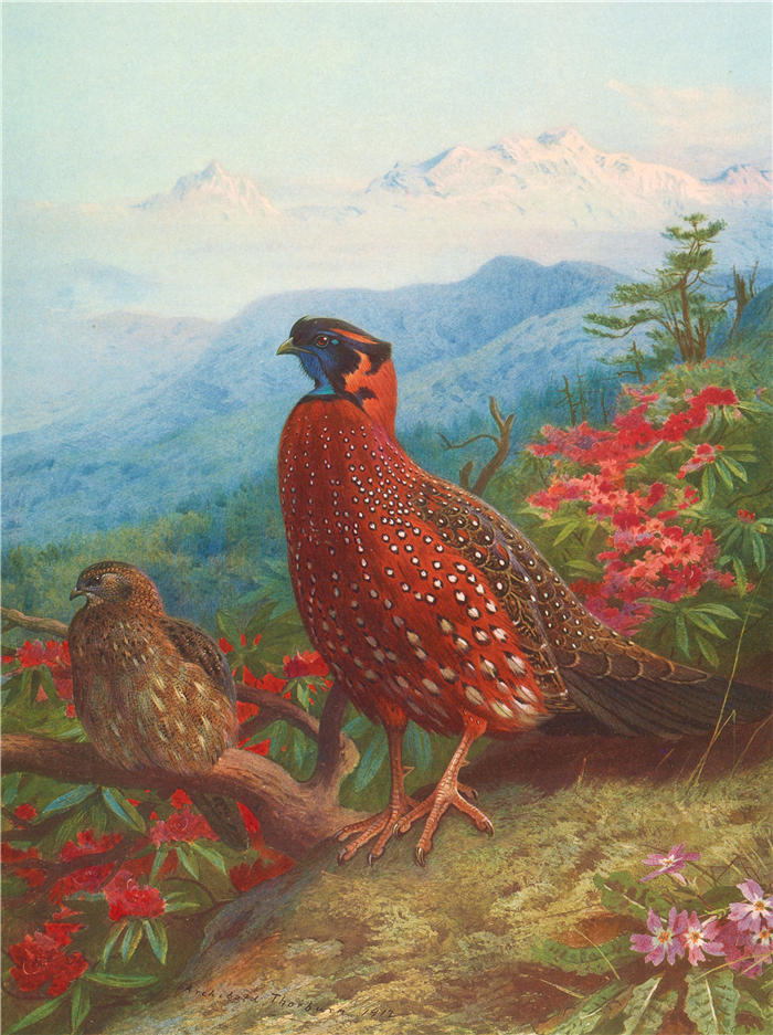 阿奇博尔德·索伯恩(Archibald Thorburn,苏格兰画家)高清作品-《色 狼 角雉(1918-1922)》