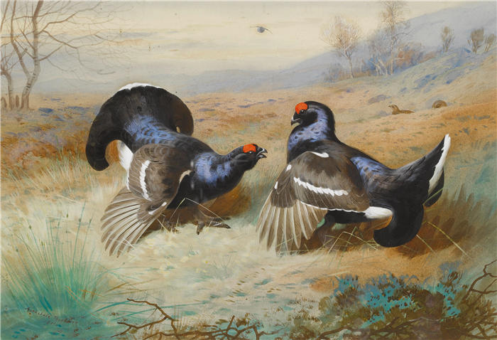 阿奇博尔德·索伯恩（Archibald Thorburn，苏格兰画家）高清作品-《莱克的布莱克考克斯 (1901)》