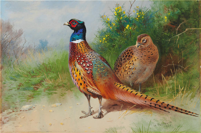 阿奇博尔德·索伯恩（Archibald Thorburn，苏格兰画家）高清作品-《金雀花的母鸡和公鸡野鸡（1926）》