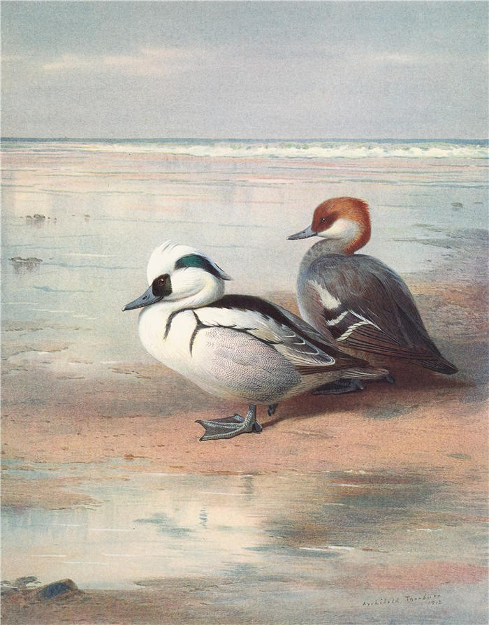 阿奇博尔德·索伯恩（Archibald Thorburn，苏格兰画家）高清作品-《斯密 (1913)》