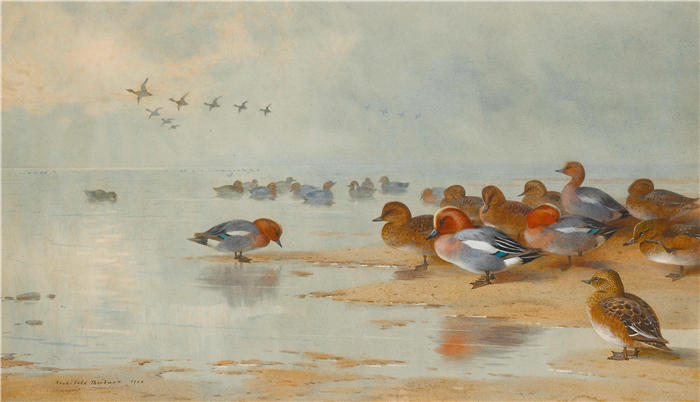 阿奇博尔德·索伯恩(Archibald Thorburn,苏格兰画家)高清作品-《水边的 Wigeon 和 Teal(1906 年)》