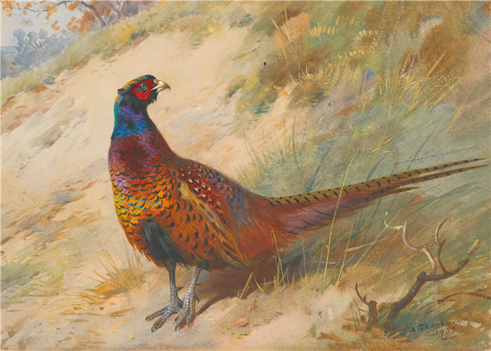 阿奇博尔德·索伯恩（Archibald Thorburn，苏格兰画家）高清作品-《雉鸡 (1933)》