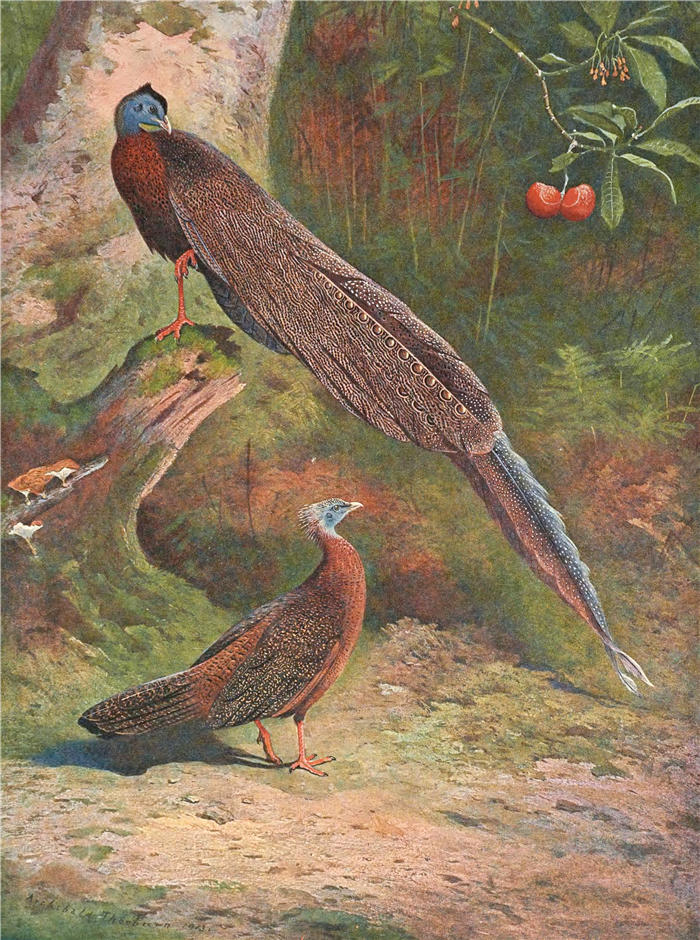 阿奇博尔德·索伯恩（Archibald Thorburn，苏格兰画家）高清作品-《马来阿格斯雉鸡 (1918-1922)》