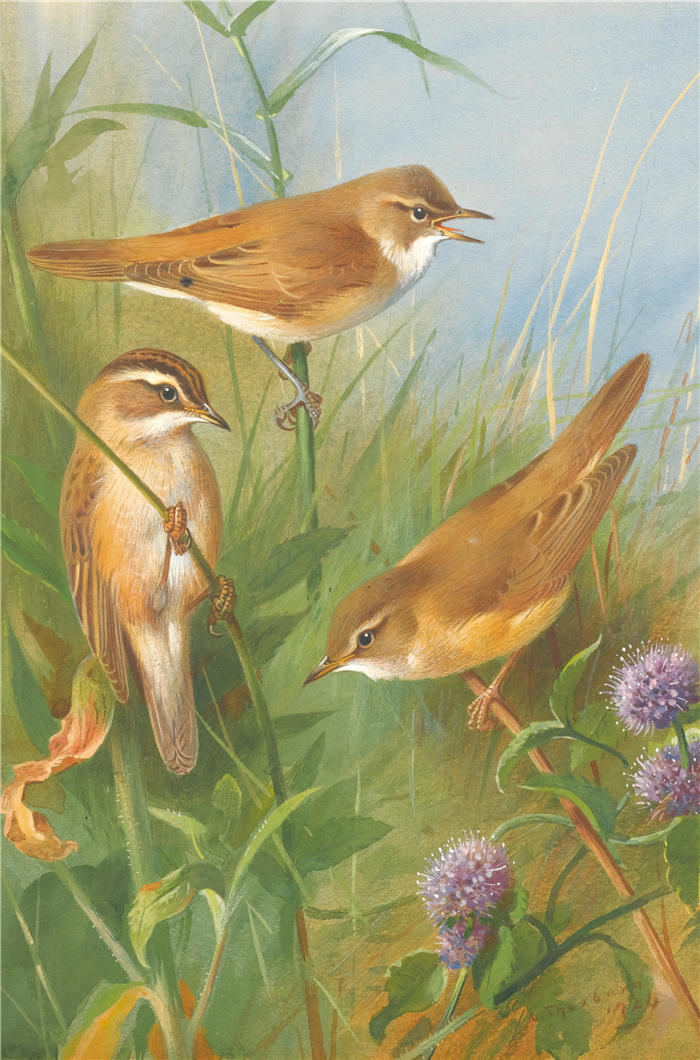 阿奇博尔德·索伯恩（Archibald Thorburn，苏格兰画家）高清作品-《莎草莺、芦苇莺和沼泽莺 (1924)》