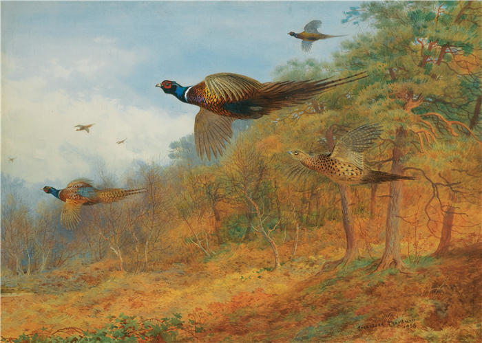 阿奇博尔德·索伯恩(Archibald Thorburn,苏格兰画家)高清作品-《野鸡冲出掩体(1908 年)》