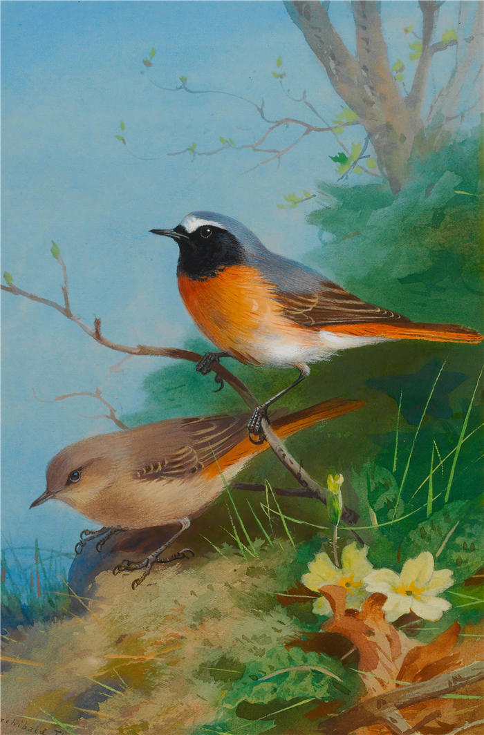 阿奇博尔德·索伯恩(Archibald Thorburn,苏格兰画家)高清作品-《一对红尾 (1923)》