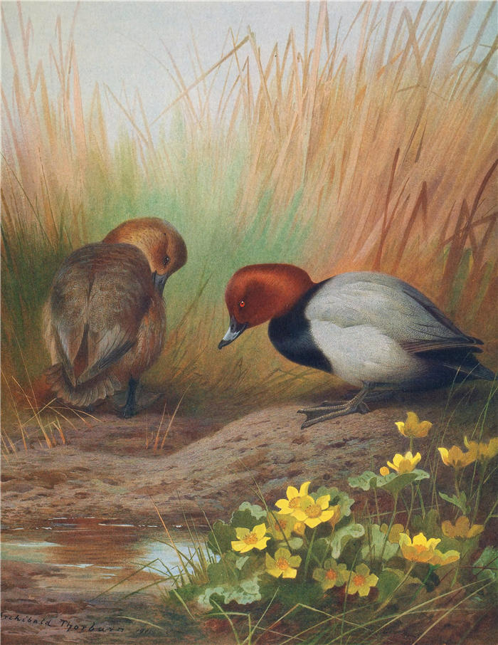 阿奇博尔德·索伯恩(Archibald Thorburn,苏格兰画家)高清作品-《普通潜鸭 (1913)》