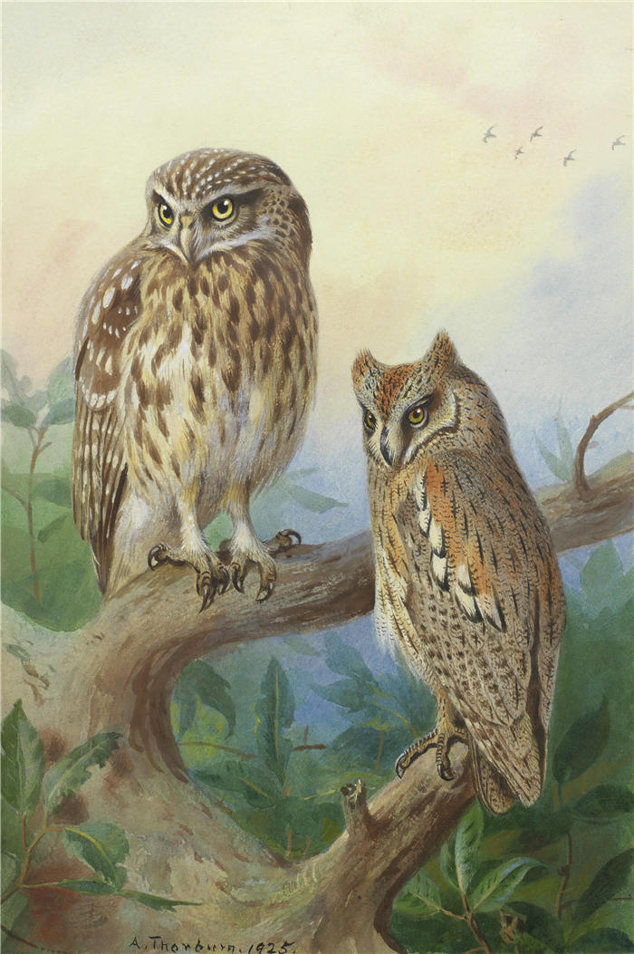 阿奇博尔德·索伯恩（Archibald Thorburn，苏格兰画家）高清作品-《小猫头鹰和鸮》