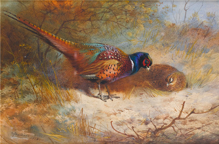 阿奇博尔德·索伯恩（Archibald Thorburn，苏格兰画家）高清作品-《雉鸡 (1918)》