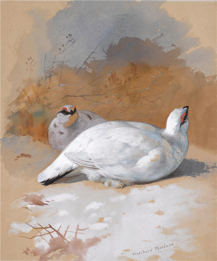 阿奇博尔德·索伯恩(Archibald Thorburn,苏格兰画家)高清作品-《一副雷鸟在雪地里》