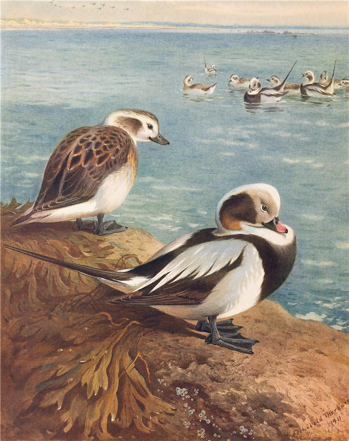 阿奇博尔德·索伯恩（Archibald Thorburn，苏格兰画家）高清作品-《长尾鸭（冬季）（1913）》