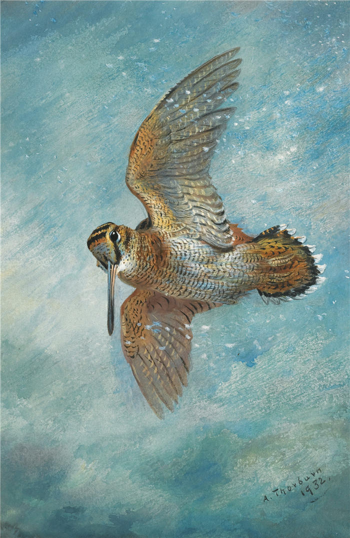 阿奇博尔德·索伯恩(Archibald Thorburn,苏格兰画家)高清作品-《夹在暴风雪中,伍德科克 (1932)》