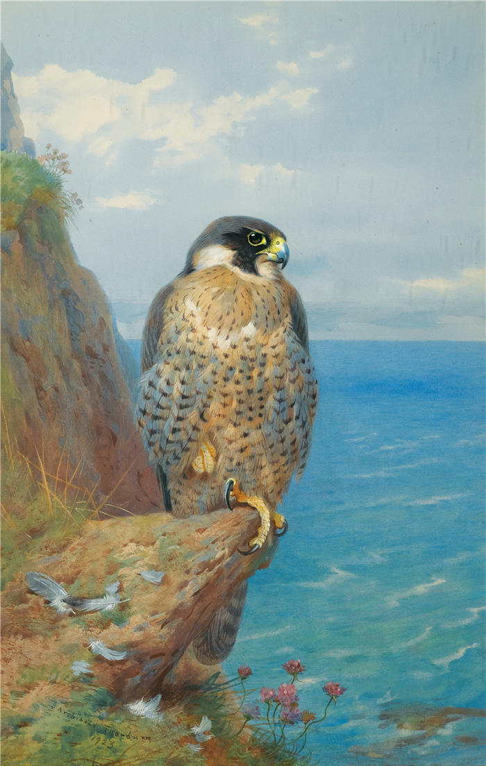 阿奇博尔德·索伯恩(Archibald Thorburn,苏格兰画家)高清作品-《欧亨凯恩的游隼 (1923)》