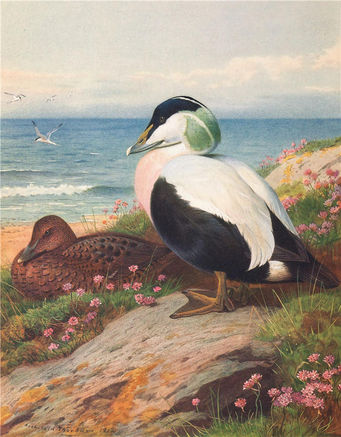 阿奇博尔德·索伯恩（Archibald Thorburn，苏格兰画家）高清作品-《绒鸭 (1913)》
