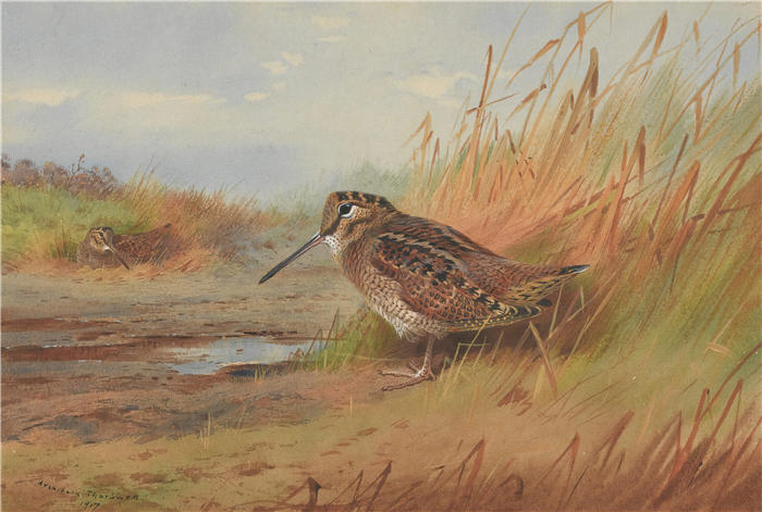 阿奇博尔德·索伯恩（Archibald Thorburn，苏格兰画家）高清作品-《一只伍德考克 (1917)》