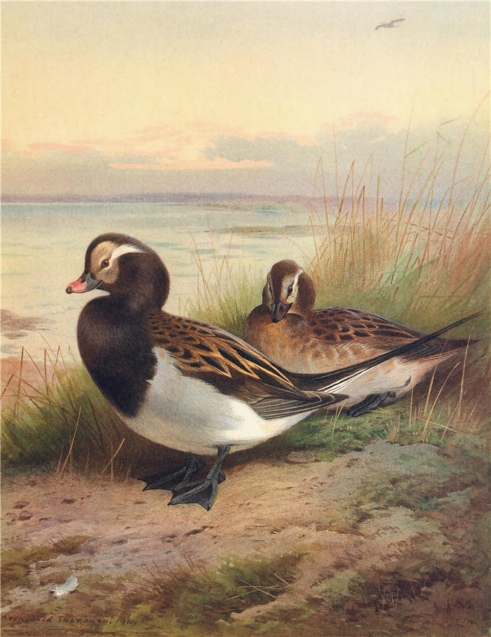 阿奇博尔德·索伯恩（Archibald Thorburn，苏格兰画家）高清作品-《长尾鸭（夏季）（1913 年）》