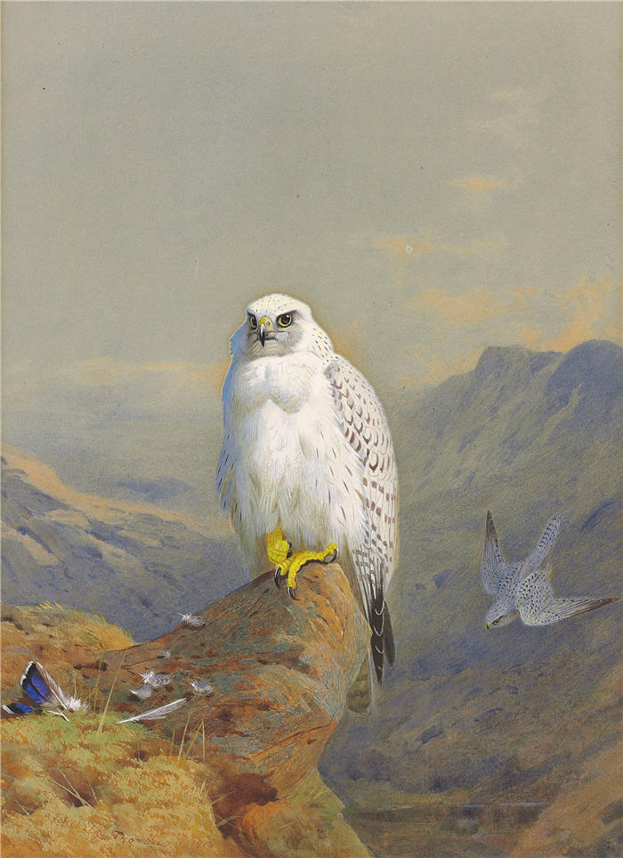 阿奇博尔德·索伯恩(Archibald Thorburn,苏格兰画家)高清作品-《岩石露头上的格陵兰猎鹰(1913 年)》