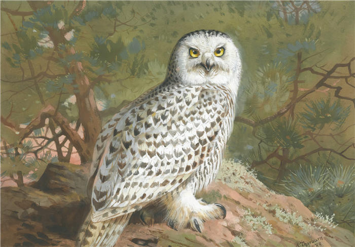 阿奇博尔德·索伯恩（Archibald Thorburn，苏格兰画家）高清作品-《一只雌性雪鸮 (1889)》